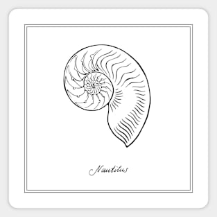 Nautilus Tiger Shell. Black and white illustration. Magnet